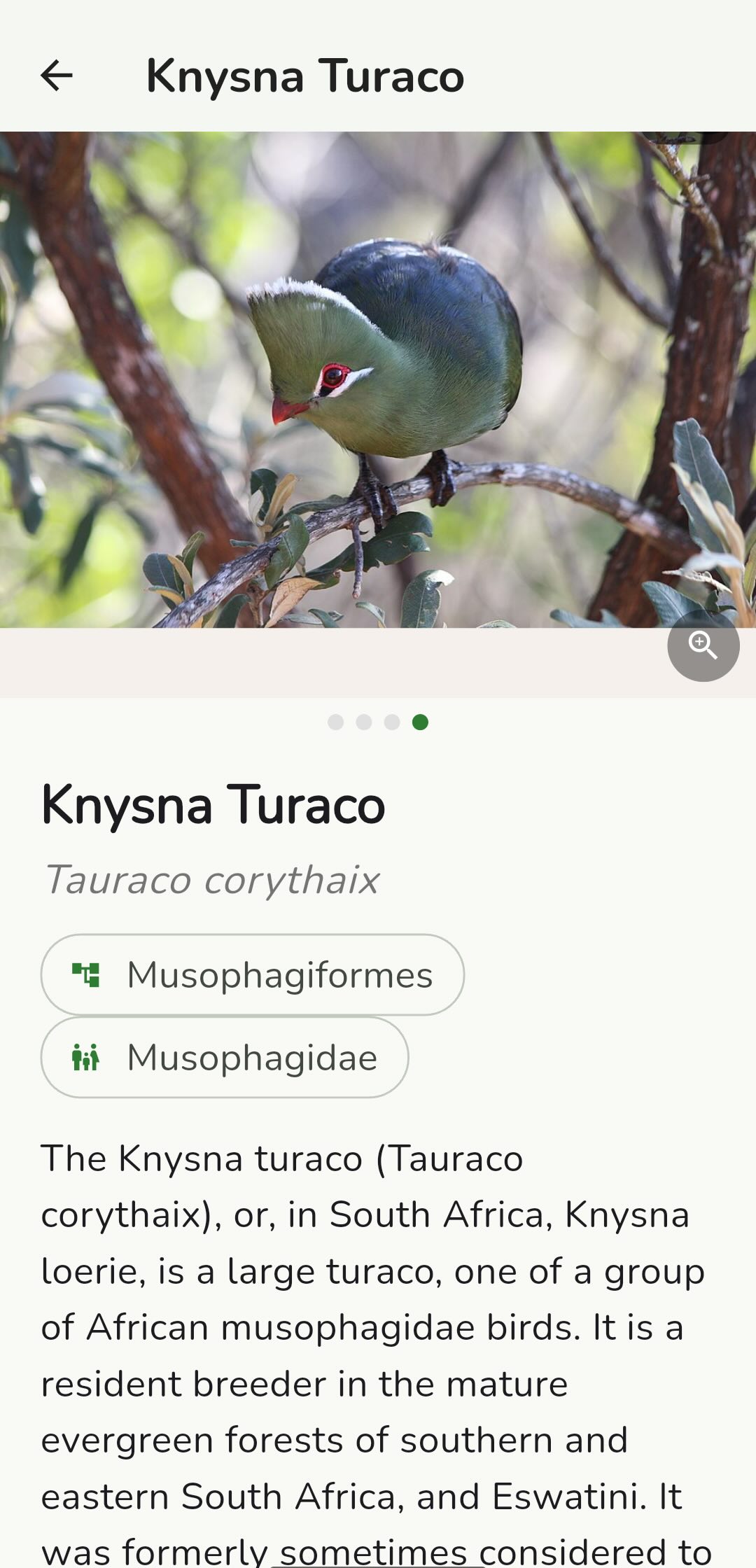 Species flashcard with photo, name, and description